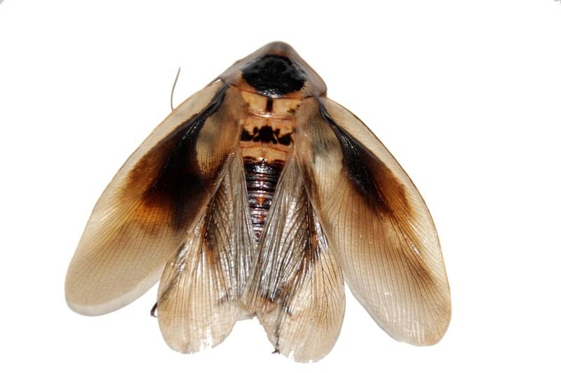 Roaches make fluttering sounds when flying