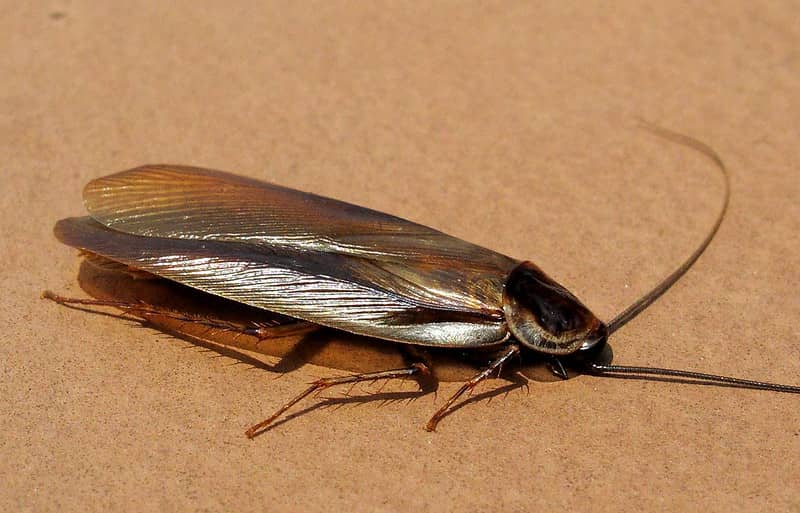 american periplaneta cockroach