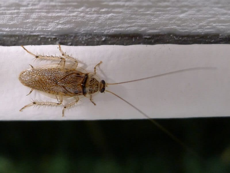 balta notulata cockroach