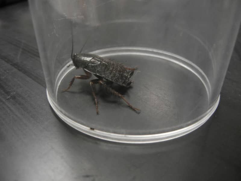 black oriental cockroach