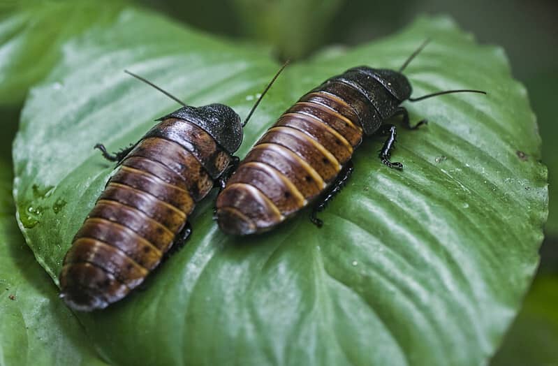 brown-banded cockroaches on a leaf