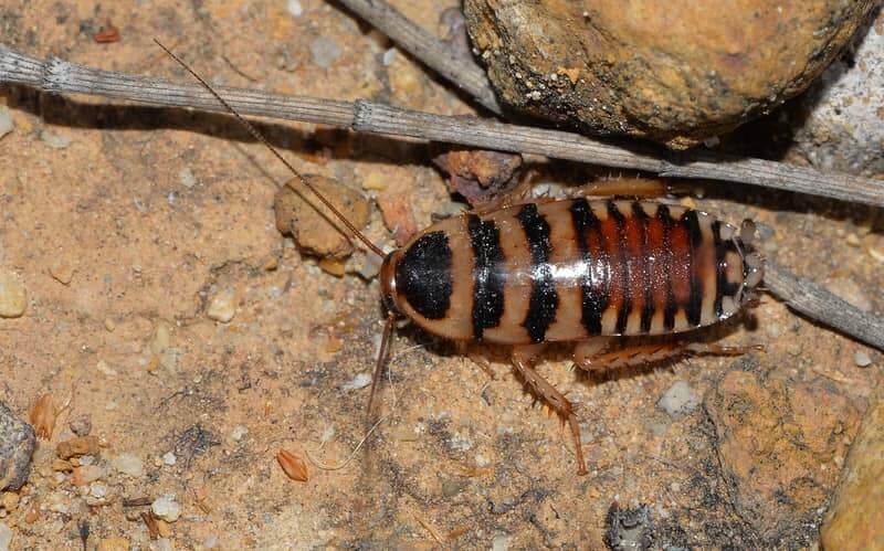 brown-banded roach