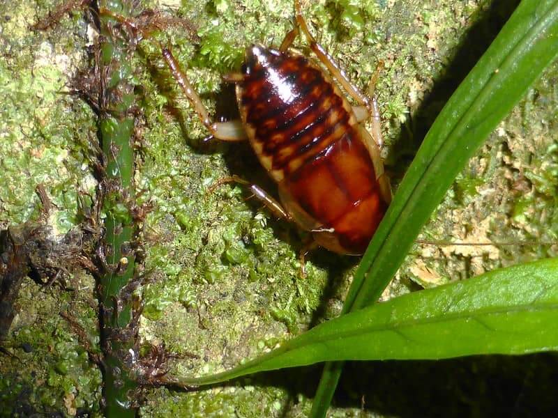 brownbanded cockroach