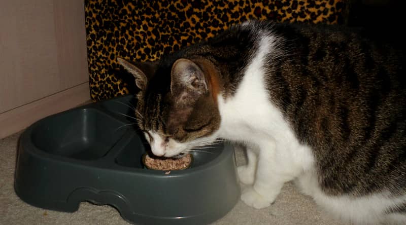 cat eat food
