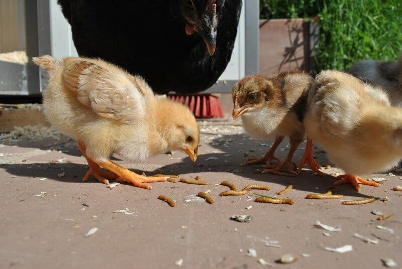chickens eat mealworms