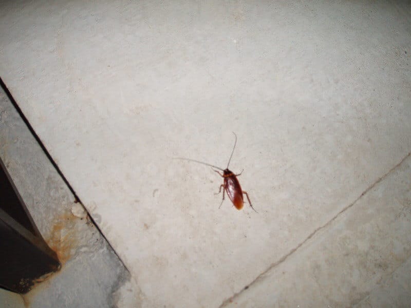 cockroach entering from door