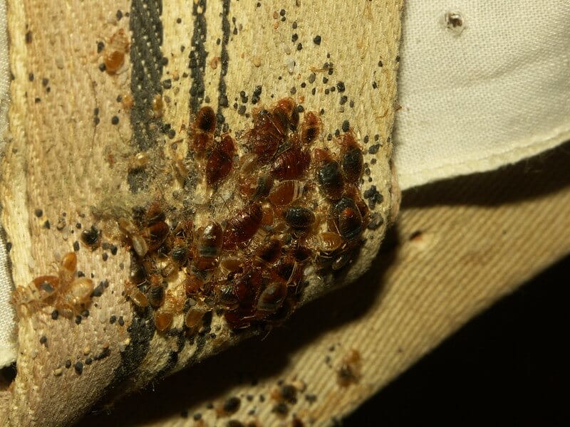 cockroach feces and eggs covering on strap