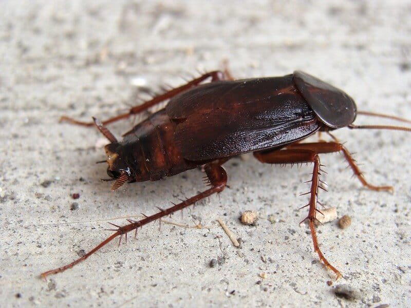 cockroach front porch