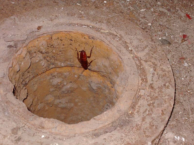 cockroach habitat location