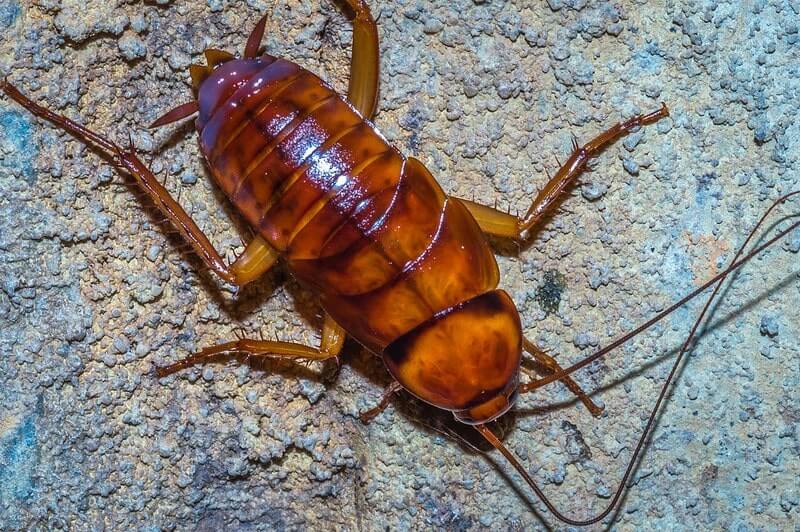 cockroach in drain