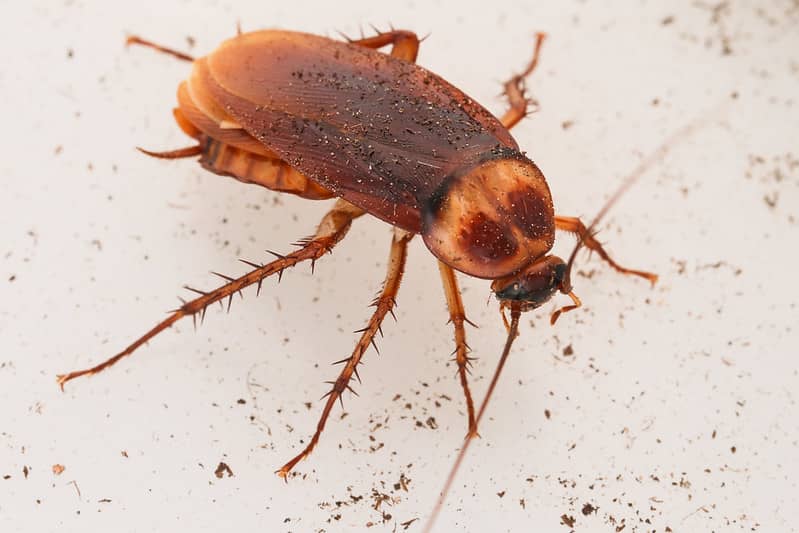 cockroach in home
