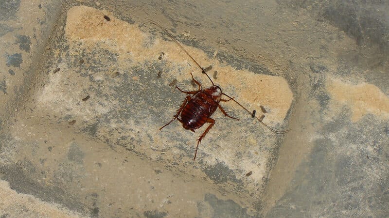 cockroach on dirty floor