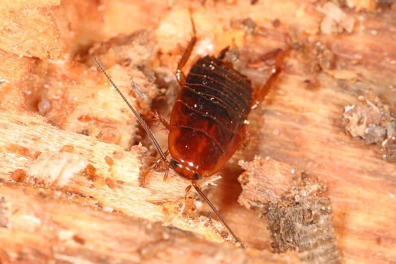 cockroach sitting on firewood