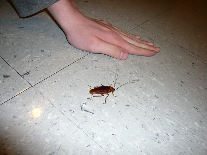 cockroach walking on the floor