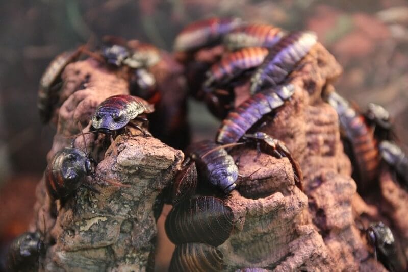 cockroaches habitat