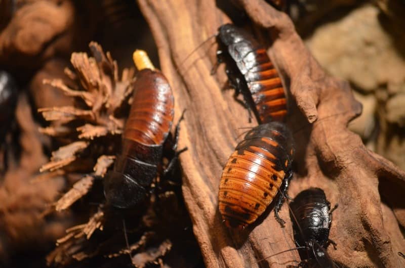 cockroaches on a wood