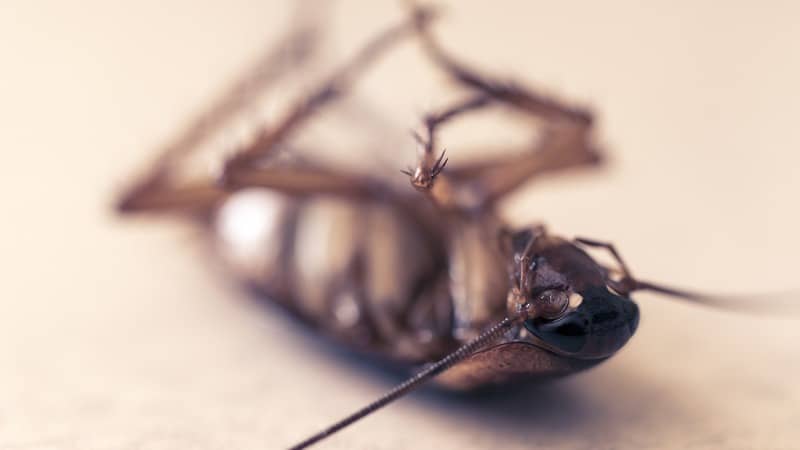 dead roach