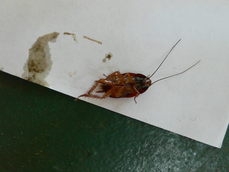 dead roach on the kitchen floor