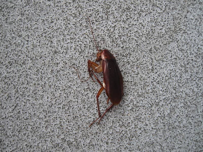 dead smoky brown cockroach