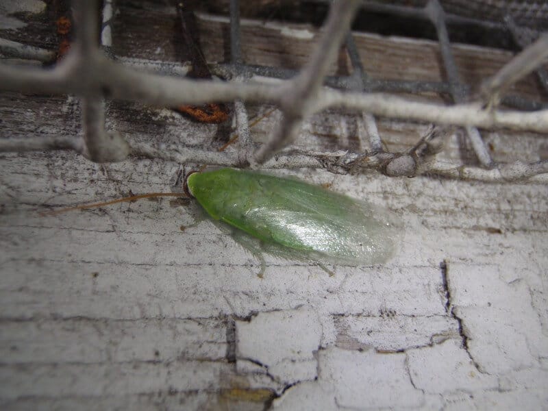 green cuban cockroach on a wall