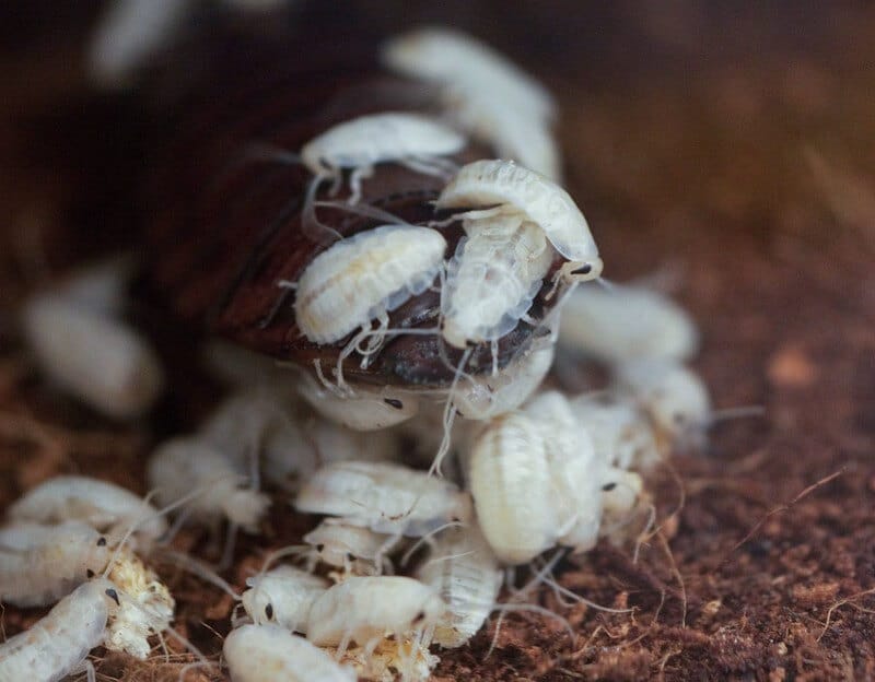 group of white cockroaches