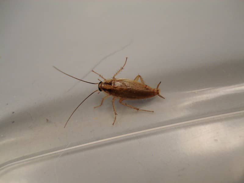 light brown cockroach