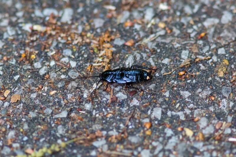 oriental cockroach on the street
