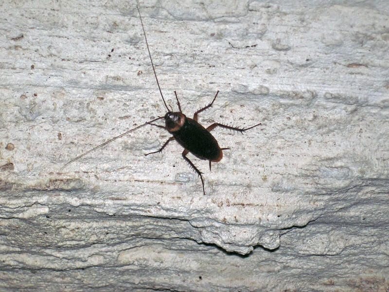 periplaneta americana cockroach