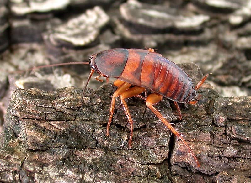 picture of oriental cockroach
