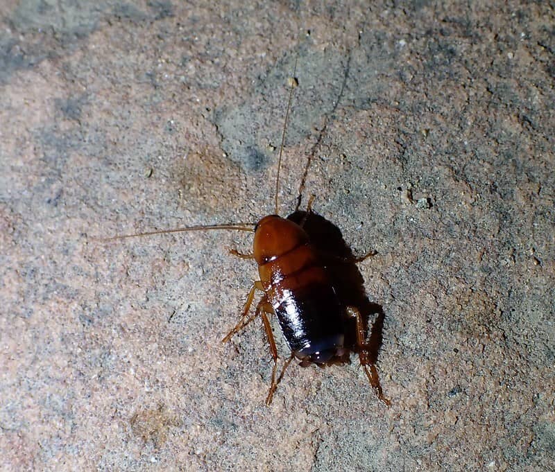 turkestan cockroach