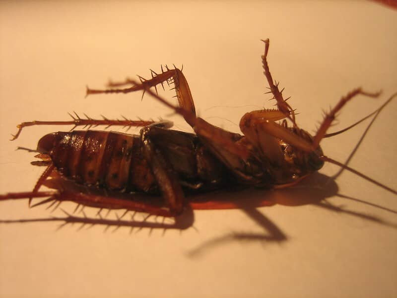 upside down cockroach