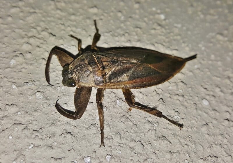water bug on wall