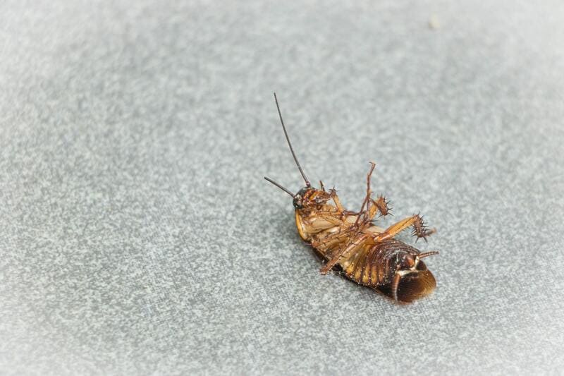 ways to keep cockroaches away