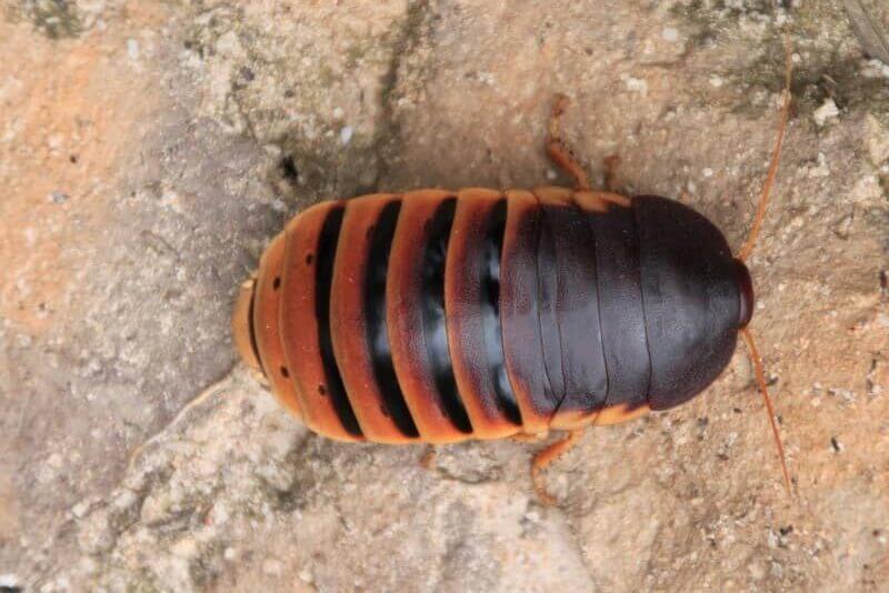 wood-cockroach