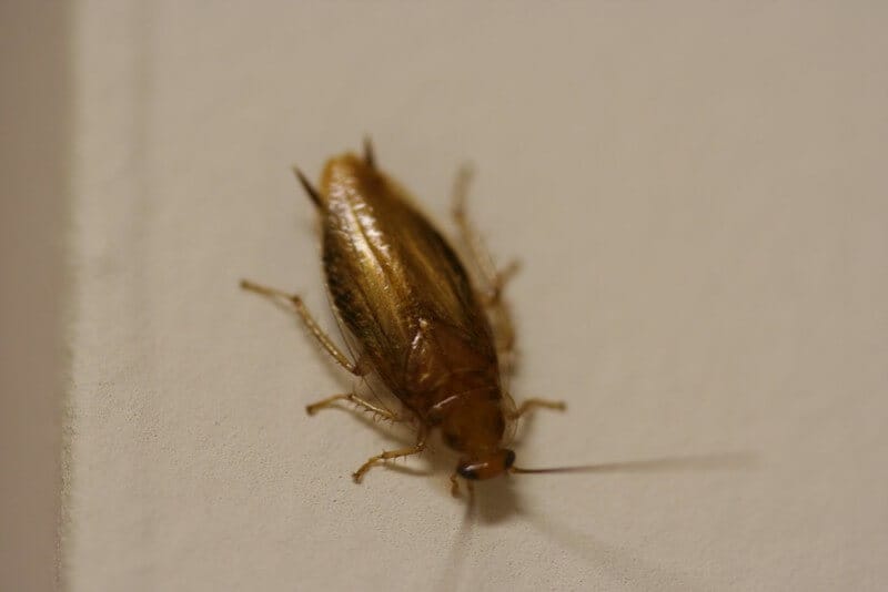 Alabama Dangerous roaches