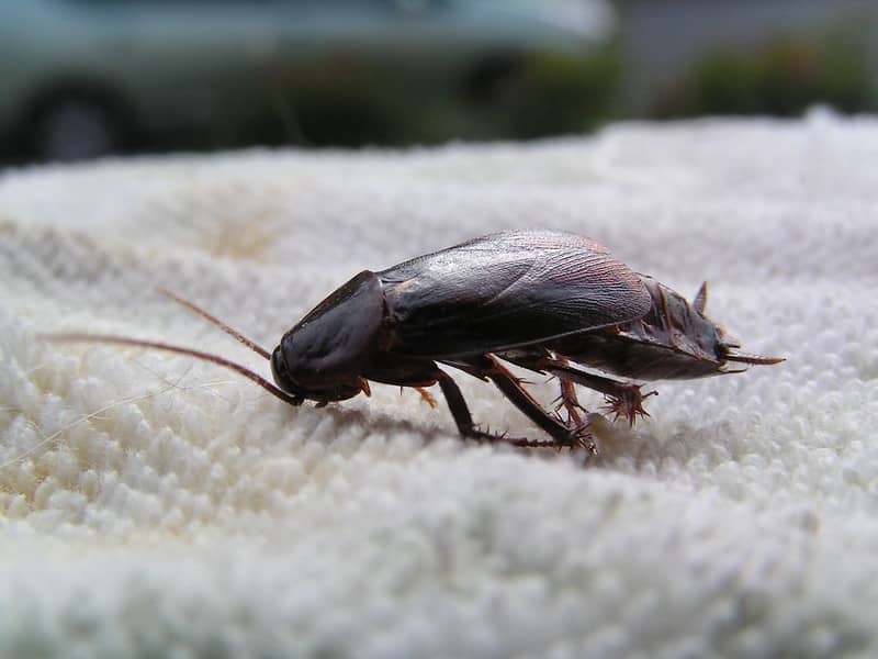 airbnb will refund for roaches if you are the guest