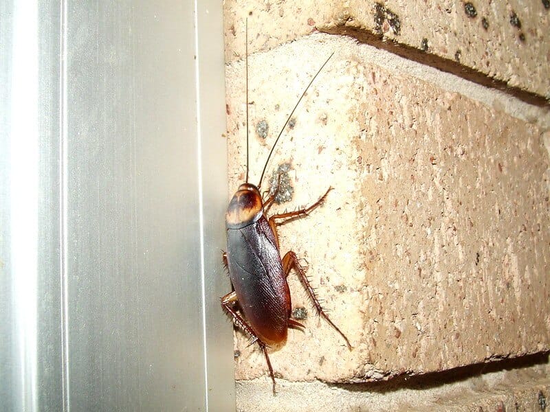 american cockroach climbing on the wall