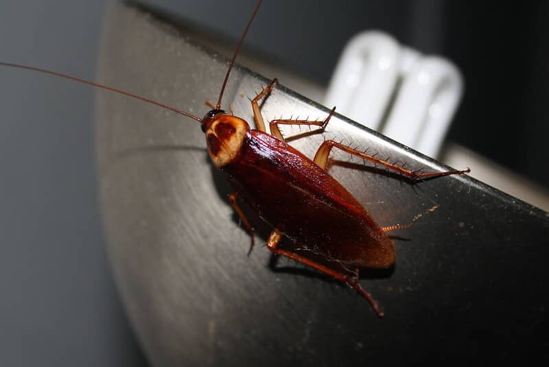 american cockroach in a home