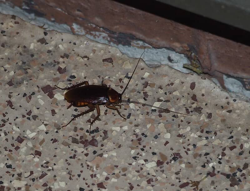 american cockroach in home