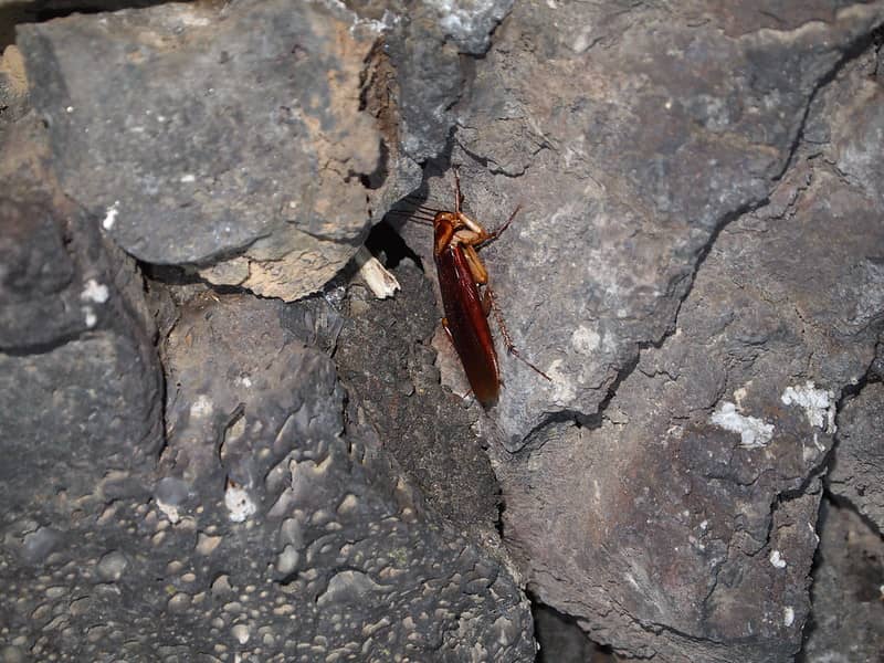cockroach climbing rock