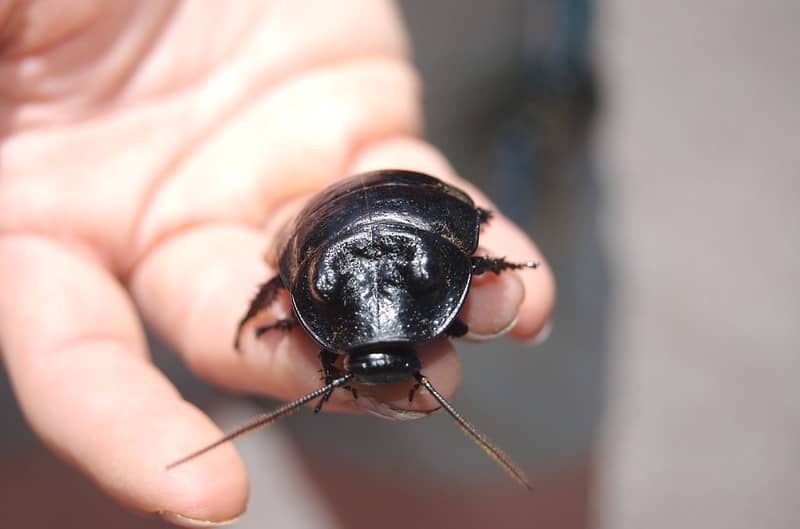 cockroach closeup in hand