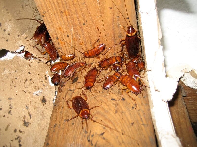 cockroach infestation on the wood