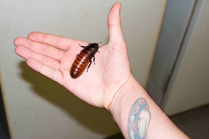 cockroach on a hand