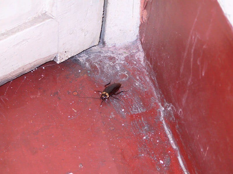cockroach uses spaces like behind the door to hide