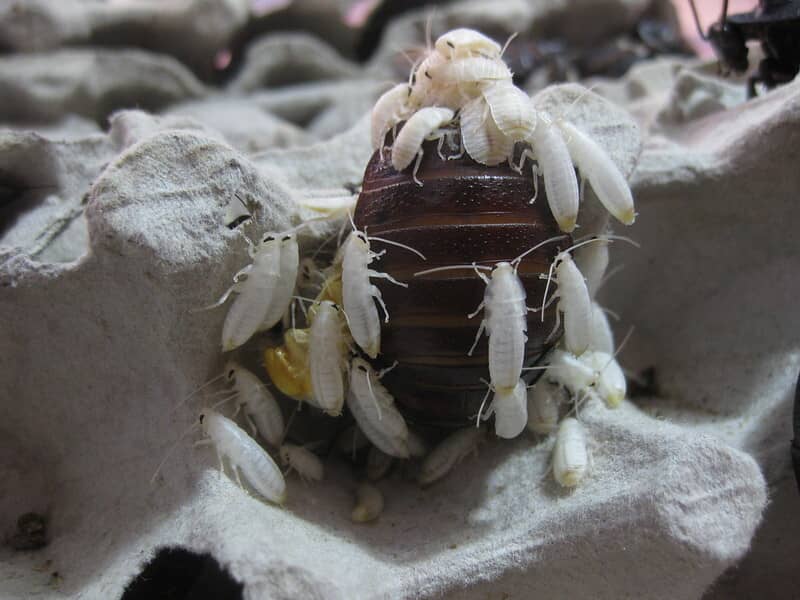 cockroach with nymphs
