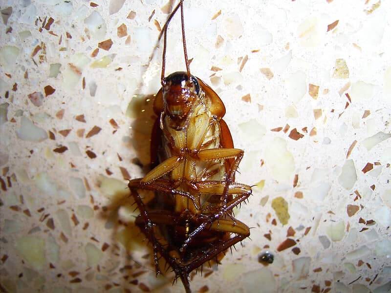 cockroaches flip over die due to bulky bodies