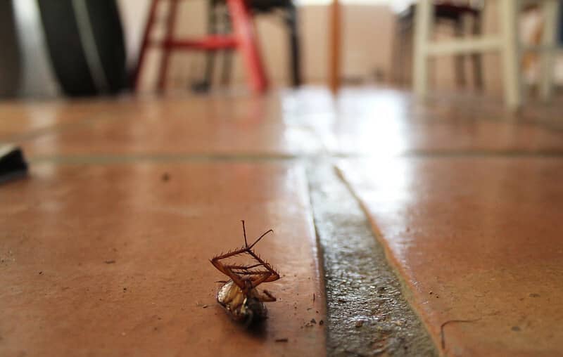 dead cockroach around home