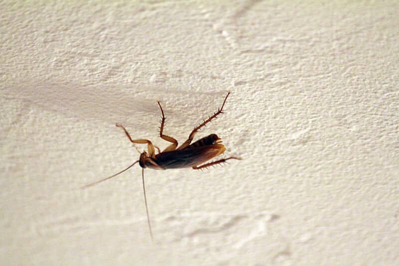 flying cockroach on a ceiling