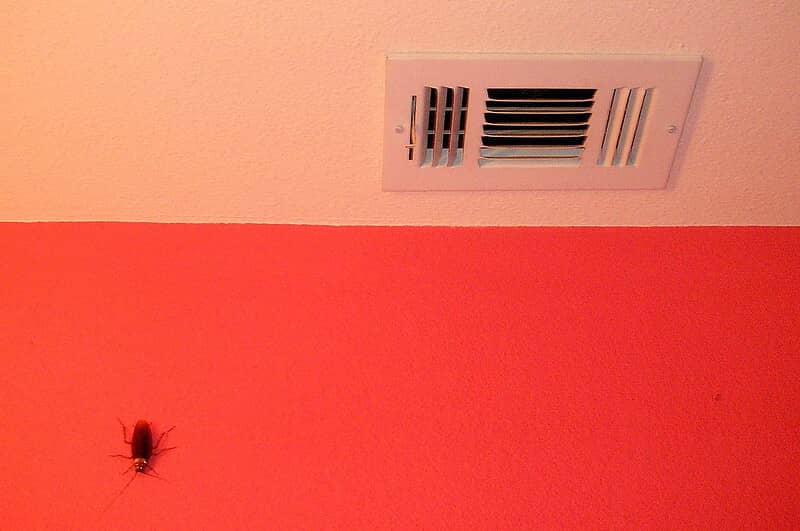 flying cockroach on a wall