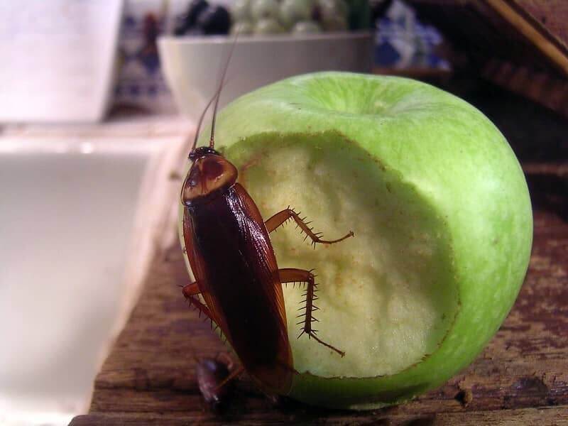 flying cockroach on food items
